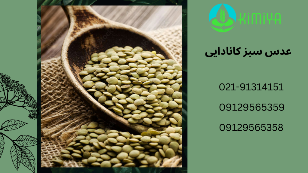 عدس سبز کانادایی