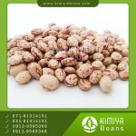 لوبیا چیتی اقلید