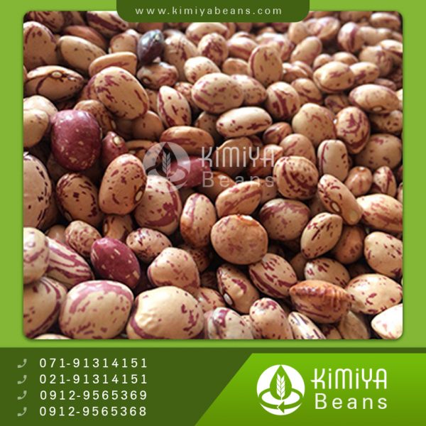 لوبیا چیتی صفاشهر