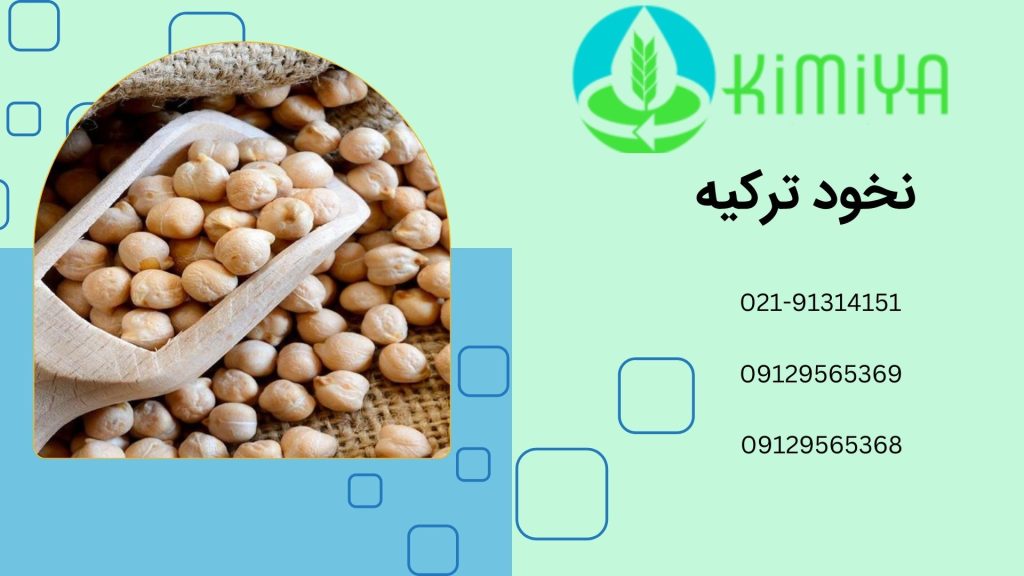 نخود ترکیه 