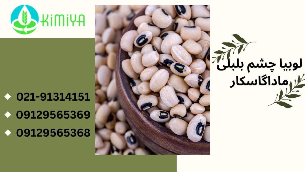 لوبیا چشم بلبلی ماداگاسکار