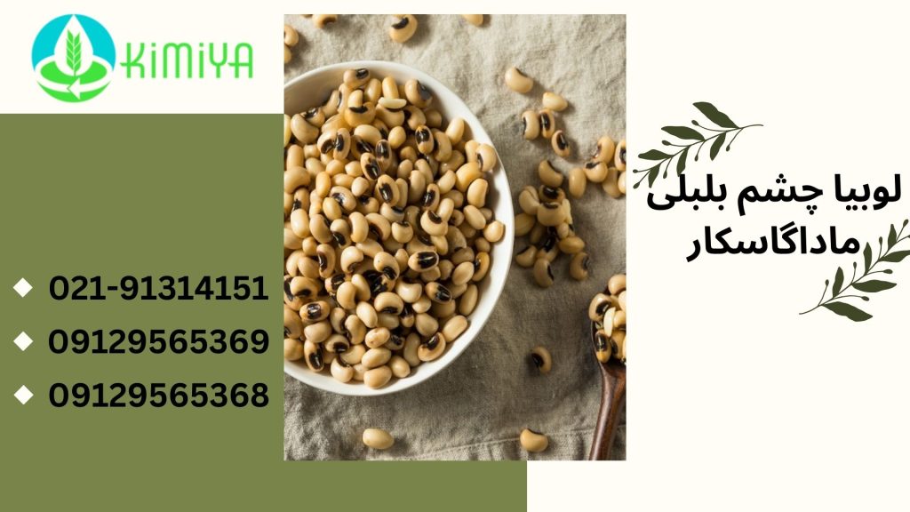 لوبیا چشم بلبلی ماداگاسکار