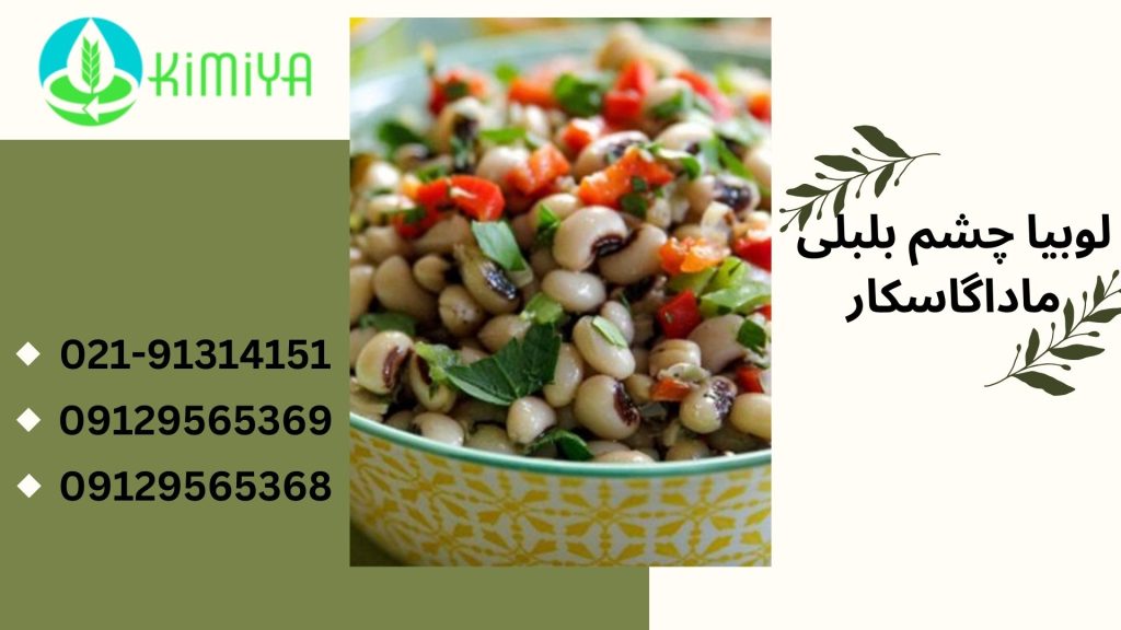 لوبیا چشم بلبلی ماداگاسکار