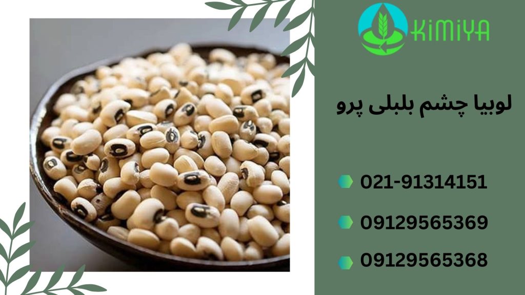 لوبیا چشم بلبلی پرو