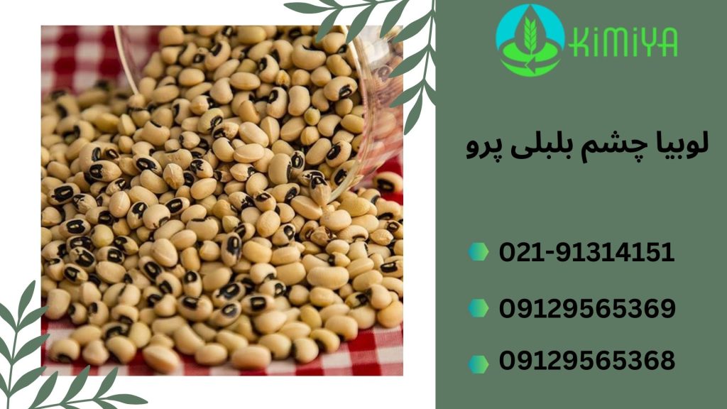 لوبیا چشم بلبلی پرو