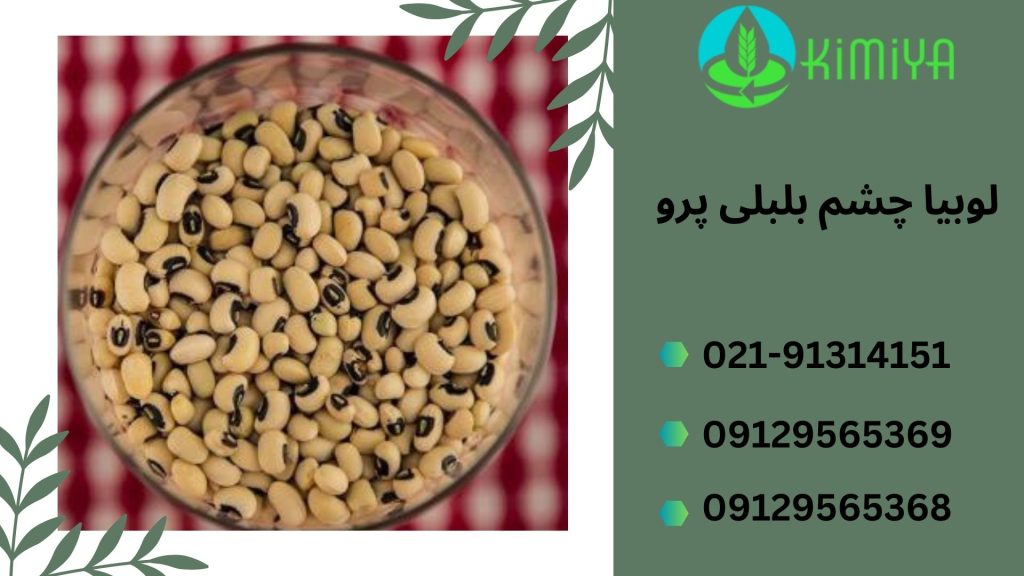 لوبیا چشم بلبلی پرو