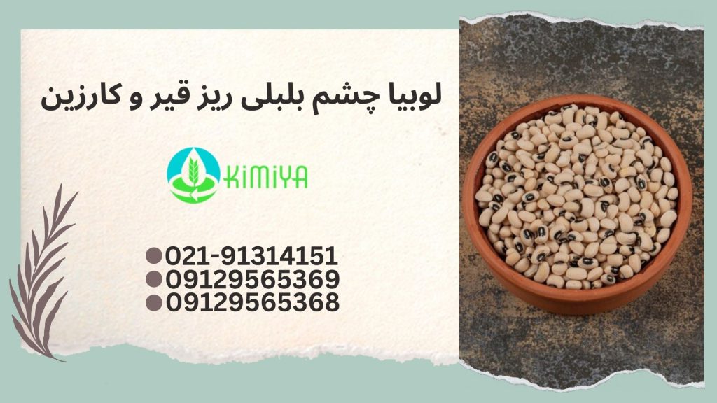 لوبیا چشم بلبلی ریز قیر و کارزین