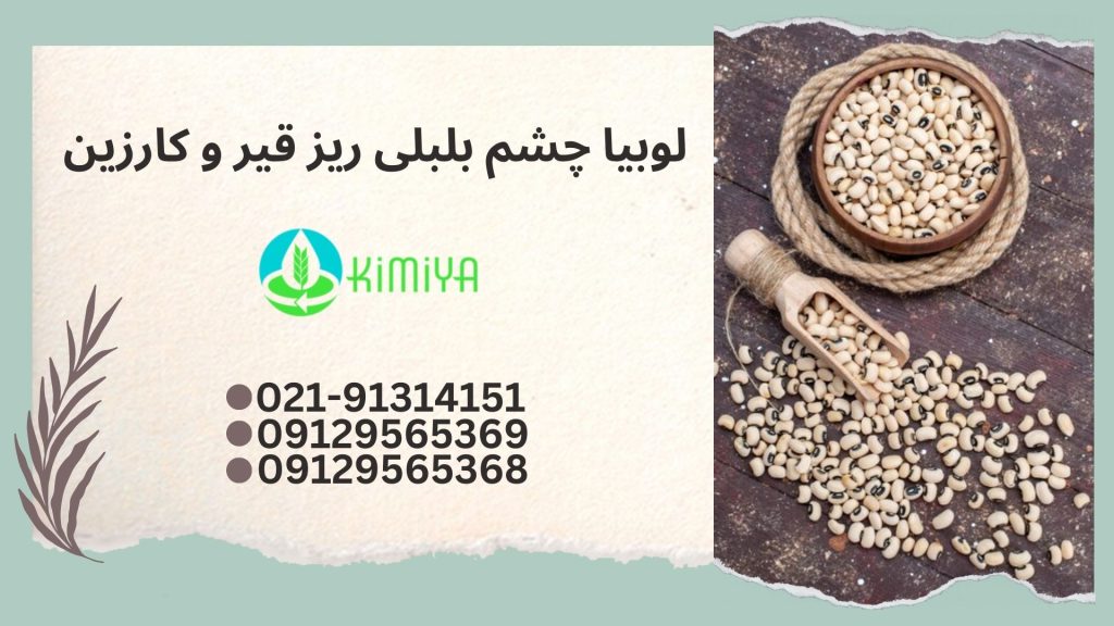 لوبیا چشم بلبلی ریز قیر و کارزین