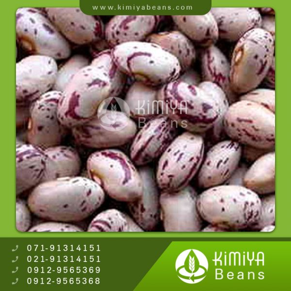 لوبیا چیتی ترکیه
