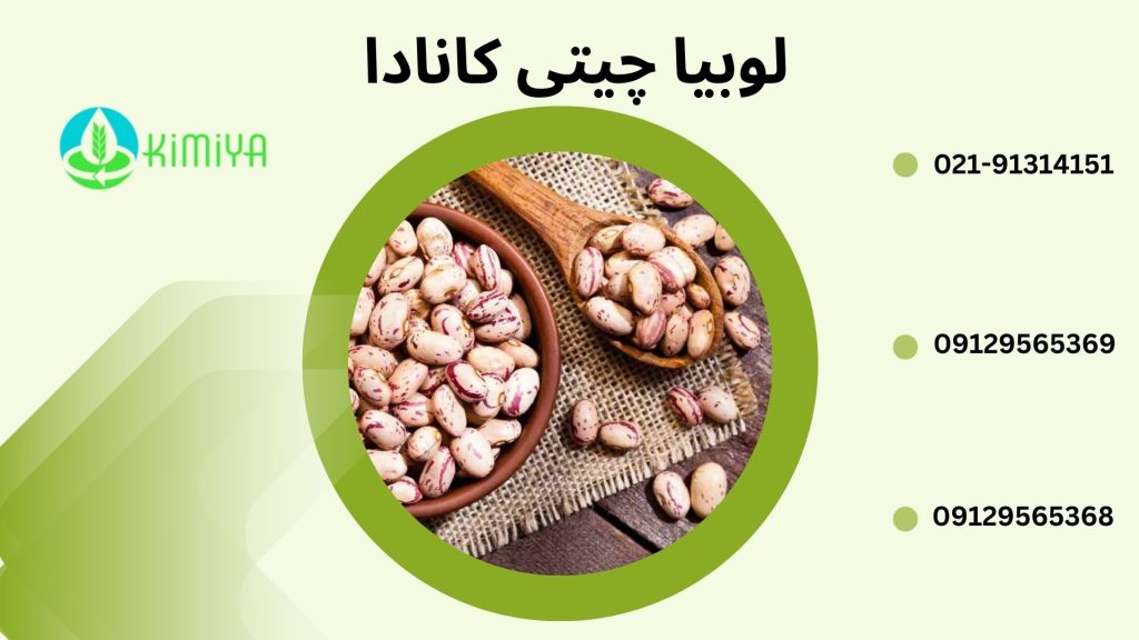 لوبیا چیتی کانادا