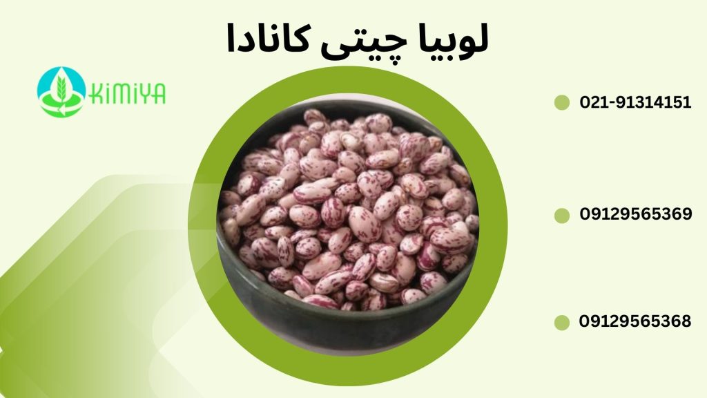 لوبیا چیتی کانادا