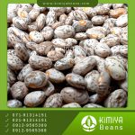 لوبیا چیتی کانادا