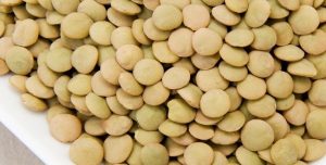 خرید عمده انواع عدس کانادایی