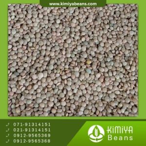 عدس ریز کانادایی AGT