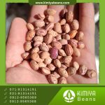 لوبیا چیتی بوجار آذرشهر