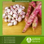 لوبیا چیتی خرمنی شیراز