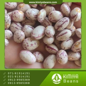 لوبیا چیتی هندی